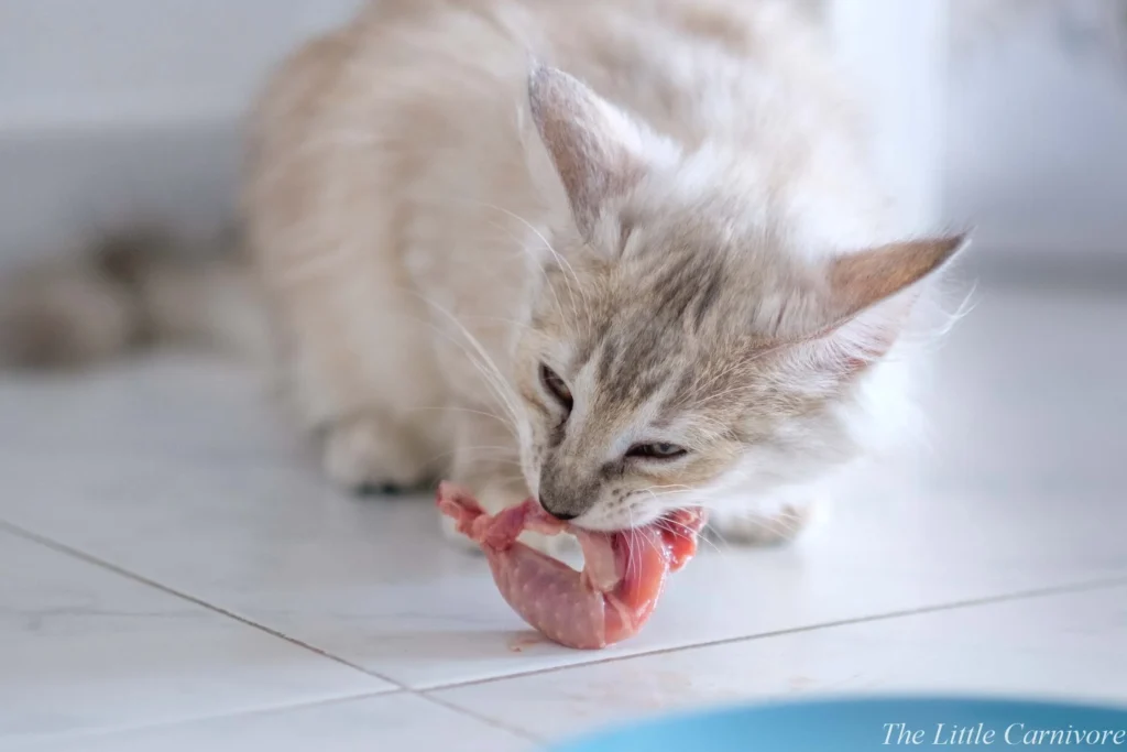 غذای عمده گربه